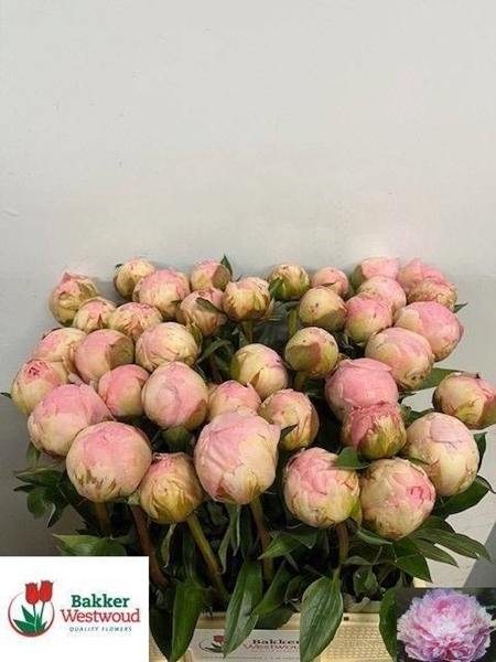 PIVOINE PILLOW TALK 60CM