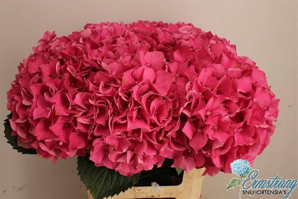 HORT. GLOWING ALPS 60CM $$$