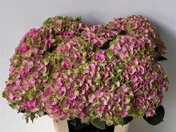 HORT. AMETHYST ROSE 60 $$$