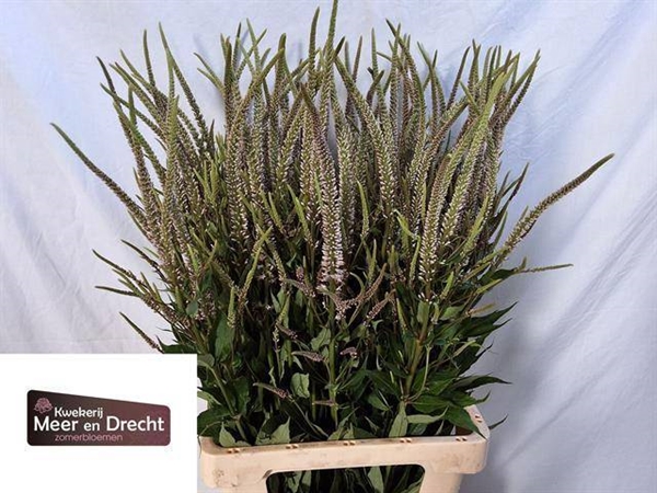 VERONIQUE CASTERUM PINK GLOW 80CM