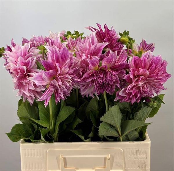 DAHLIA CAFE AU LAIT ROYALE 60CM