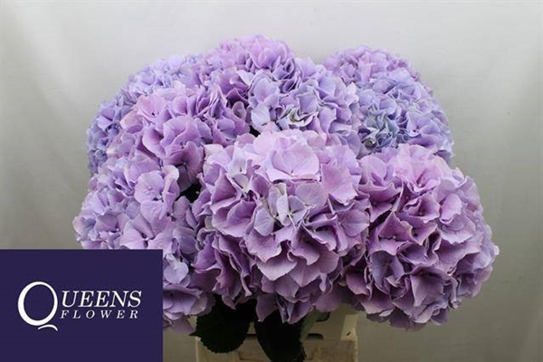 HORT.  ROYAL BENEFIT 60CM