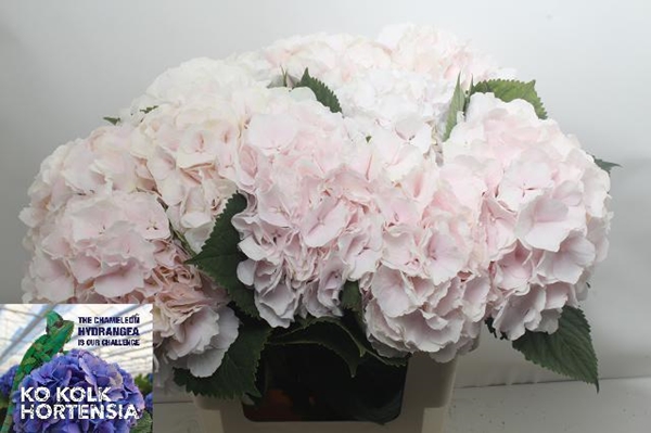 HORT. SWEET VERENA 60CM