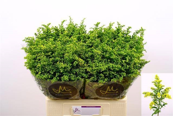 SOLYS CARZAN GLORY 60CM