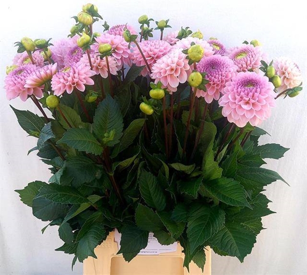 DAHLIA BALL WIZZ OF OZ 52CM