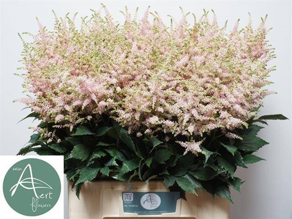 ASTILBE EUROPA 70CM