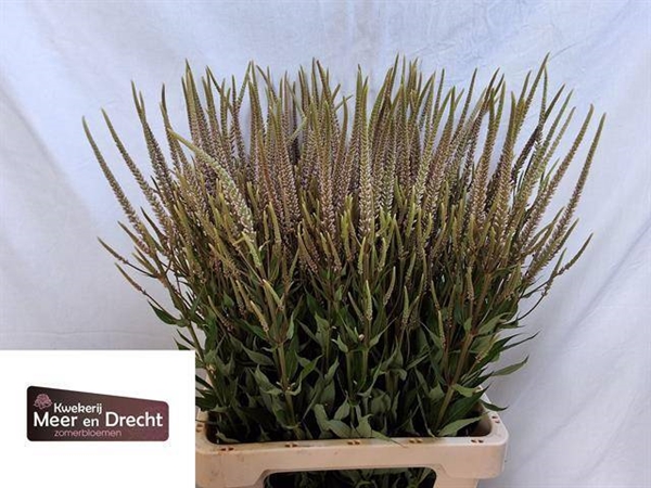 VERONIQUE CASTERUM PINK GLOW 75CM
