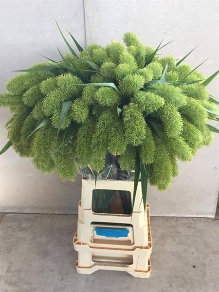 SETA IT SANNEYARA 80CM
