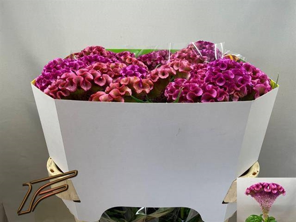 CELOSIE LAVLY 75CM