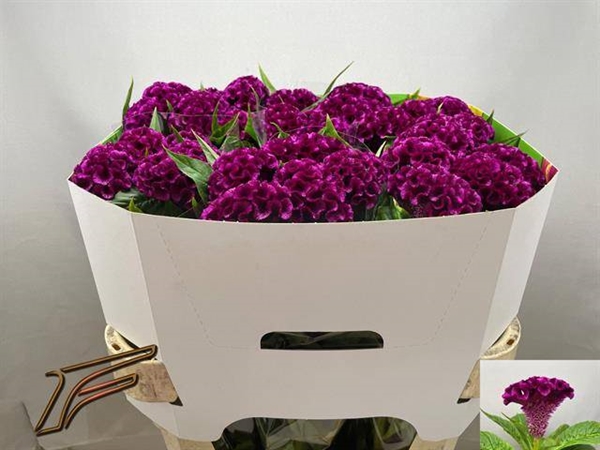 CELOSIE MYSTIC 75CM