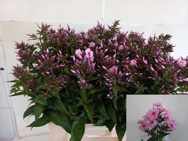 PHLOX BRAVE EYES 65CM