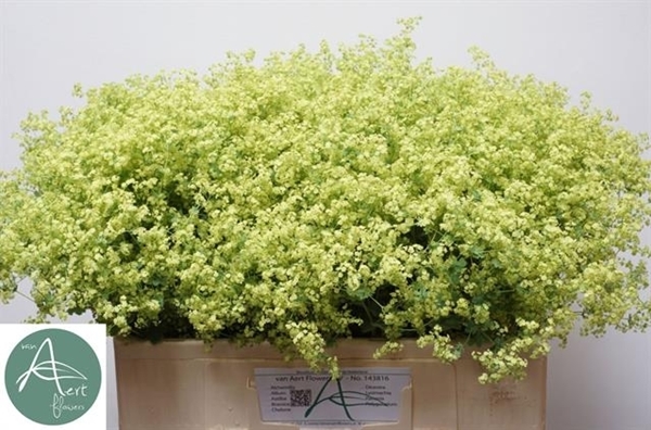 ALCHEMILLE ROBUSTICA 60CM