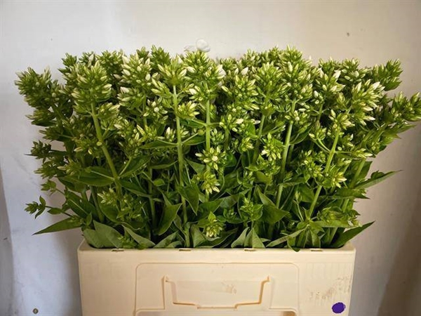 PHLOX ICECAP 60CM HOLL