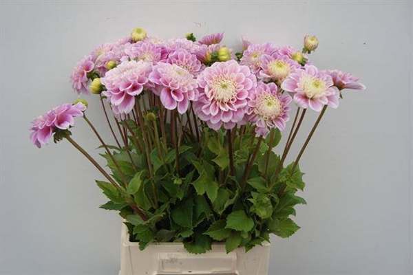DAHLIA BALL SWEET LOVE 50CM