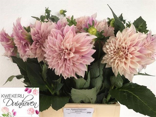 DAHLIA CAFE AU LAIT 70CM