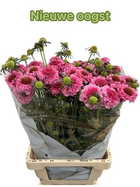 SCABIEUSE AT COTTON CANDY SCOO 75CM