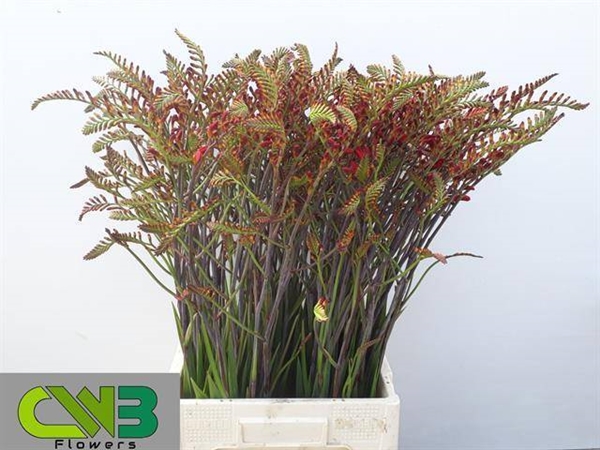 CROCOSMIA LUCIFER 80CM