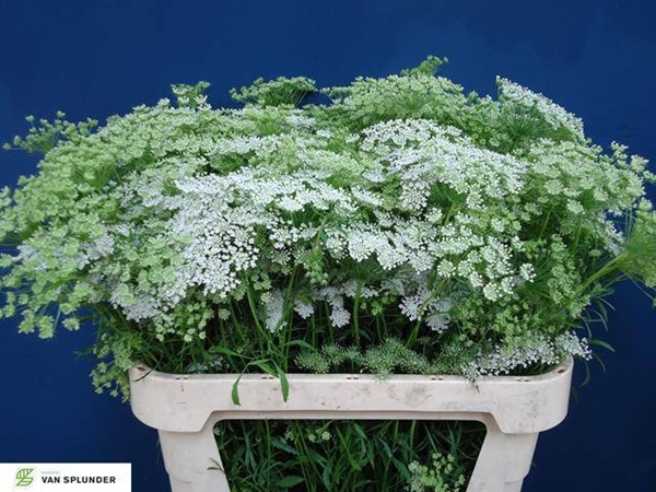 DILLE MAJUS BLANC 80CM