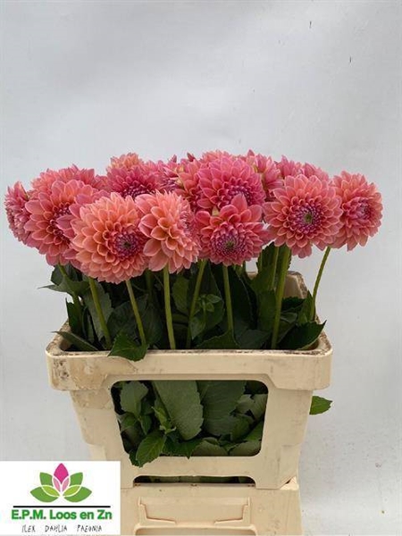 DAHLIA LINDA'S BABY 60CM