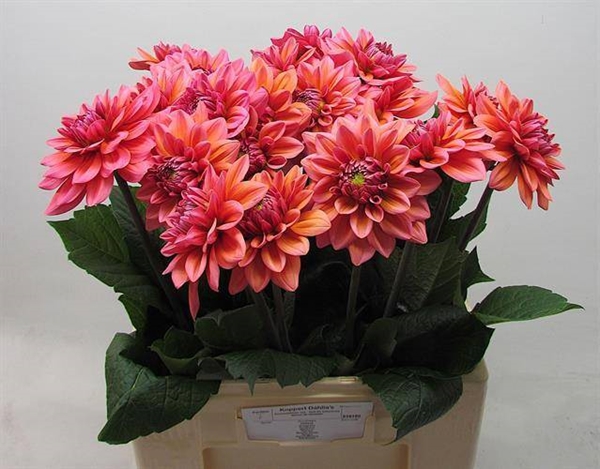 DAHLIA SALMON RUNNER 60CM