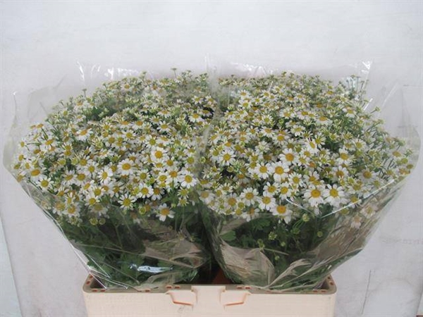 CAMOMILLE CAMERON 60CM
