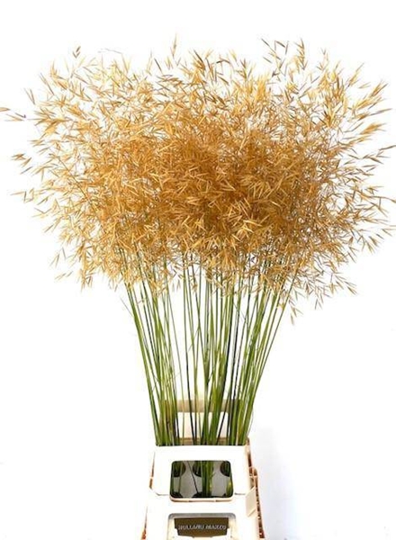 STIPA GIGANTEA 120CM