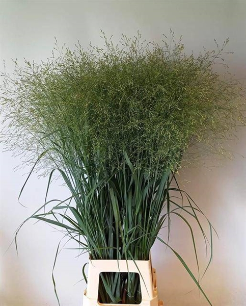 PANICUM HEAVY METAL 100CM