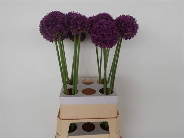 ALLIUM AMBASSADOR 95CM