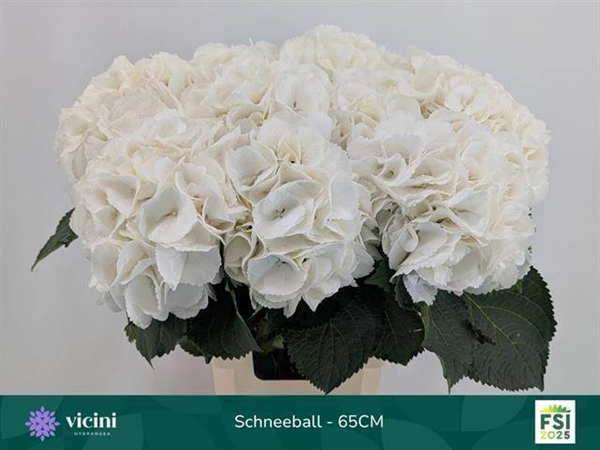 HORT. BLANC 60 $$$