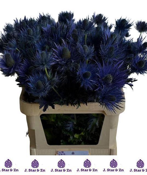 CHARDON ALPINUM 80CM