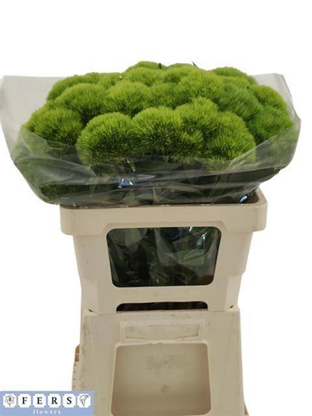 OEILLET DE POETE VERT WICKY 55CM