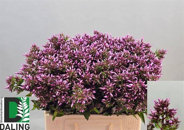 PHLOX BRAVE EYES 60CM