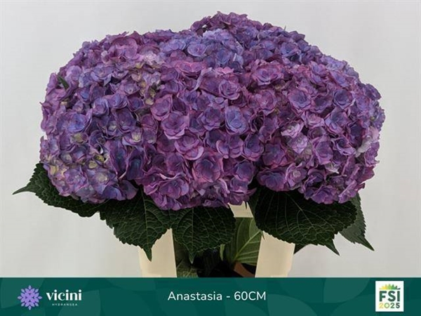 HORT. LILA DOUBLE 60 $$$