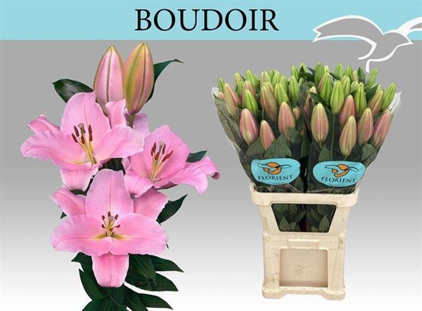LYS OR BOUDOIR 21FL 90CM 3 F+