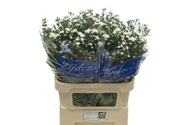 ASTER CASSY 80CM
