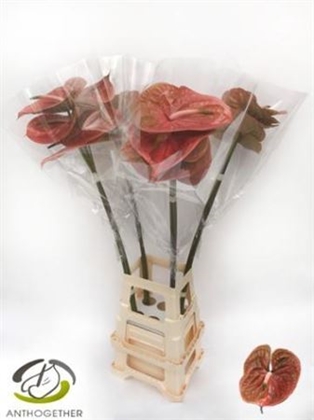 ANTHU COGNAC X20