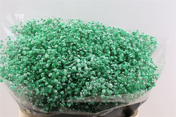 GYPSO KLEURBEHANDE 80CM 40G