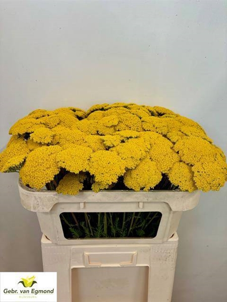 ACHILLE PARKERS VARIETY 70CM