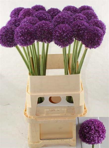ALLIUM AMBASSADOR 90CM