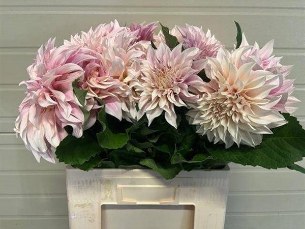 DAHLIA CAFE AU LAIT 60CM