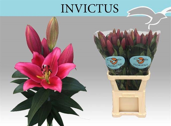 LYS OR INVICTUS 41FL 105CM 5 F+