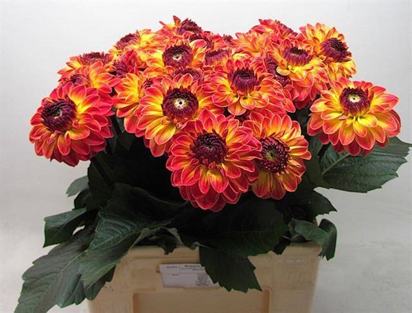DAHLIA DANCING DON 55CM