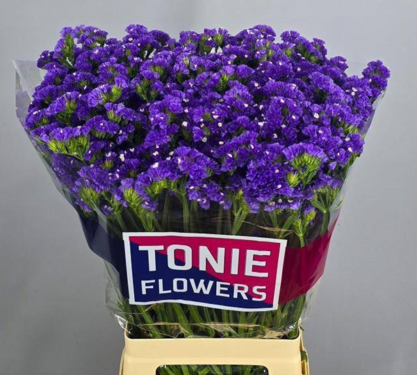 LIMONIUM CRYSTAL BLUE 70CM
