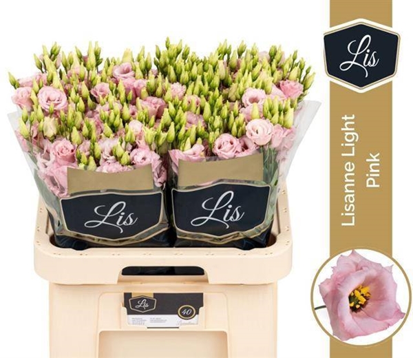 LISIANTHUS ROSE $$$