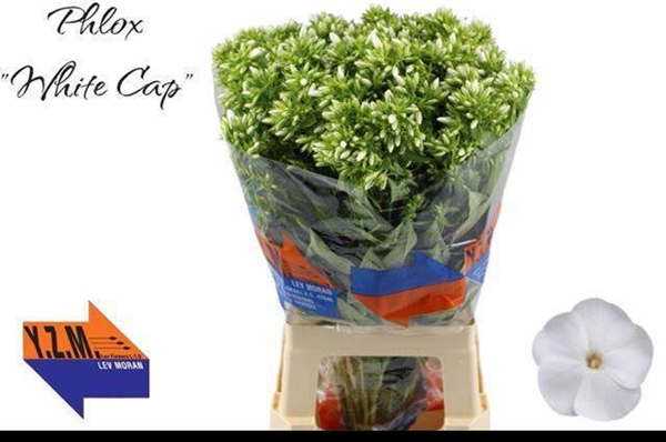 PHLOX WHITECAP 70CM