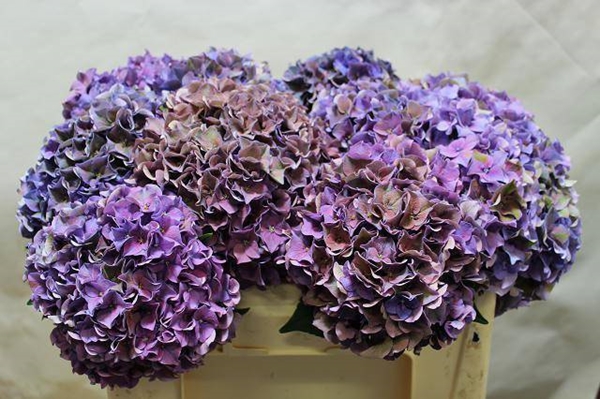 HORT. RODEO LIGHT CLASSIC 50CM