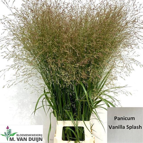PANICUM 110CM
