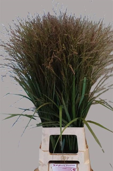 PANICUM VIRGATUM WARRIOR 90CM