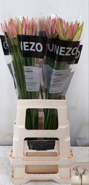 NERINE VESTA 70CM