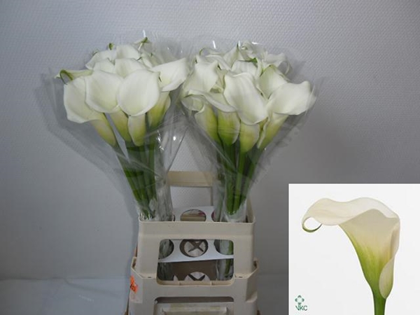 CALLA CRYSTAL BLUSH 70CM